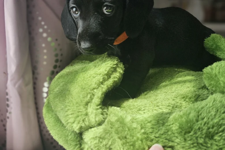 Dachshund (Miniature Smooth Haired)