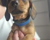 Dachshund (Miniature Smooth Haired)