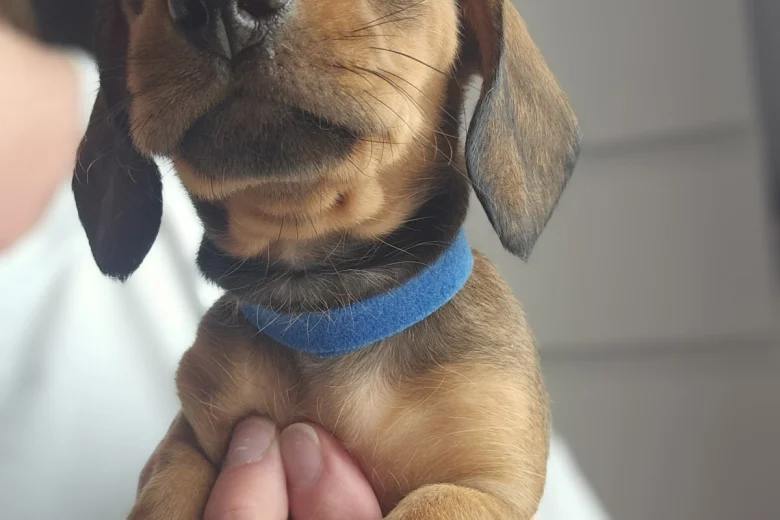 Dachshund (Miniature Smooth Haired)