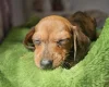 Dachshund (Miniature Smooth Haired)