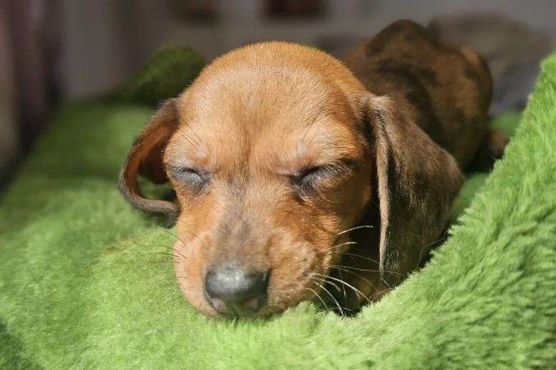 Dachshund (Miniature Smooth Haired)