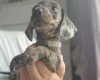 Dachshund (Miniature Smooth Haired)
