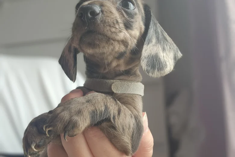 Dachshund (Miniature Smooth Haired)
