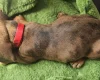 Dachshund (Miniature Smooth Haired)