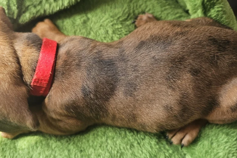 Dachshund (Miniature Smooth Haired)