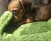 Dachshund (Miniature Smooth Haired)