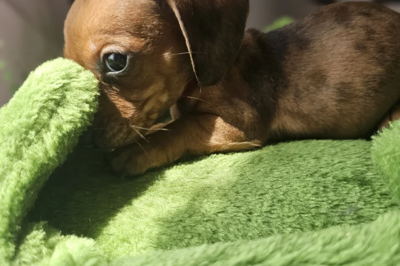 Dachshund (Miniature Smooth Haired)