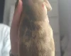 Dachshund (Miniature Smooth Haired)
