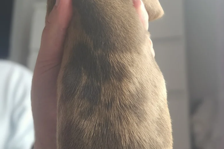 Dachshund (Miniature Smooth Haired)