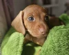 Dachshund (Miniature Smooth Haired)