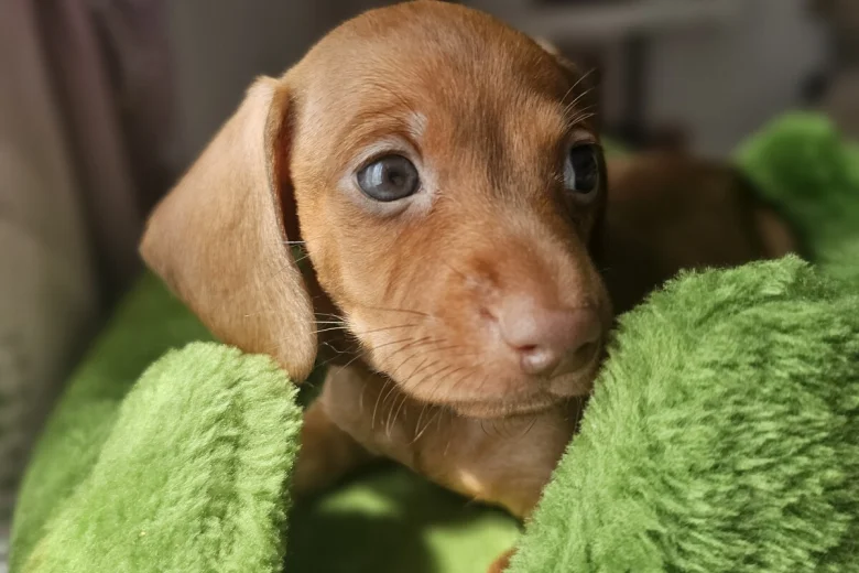 Dachshund (Miniature Smooth Haired)