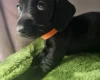 Dachshund (Miniature Smooth Haired)