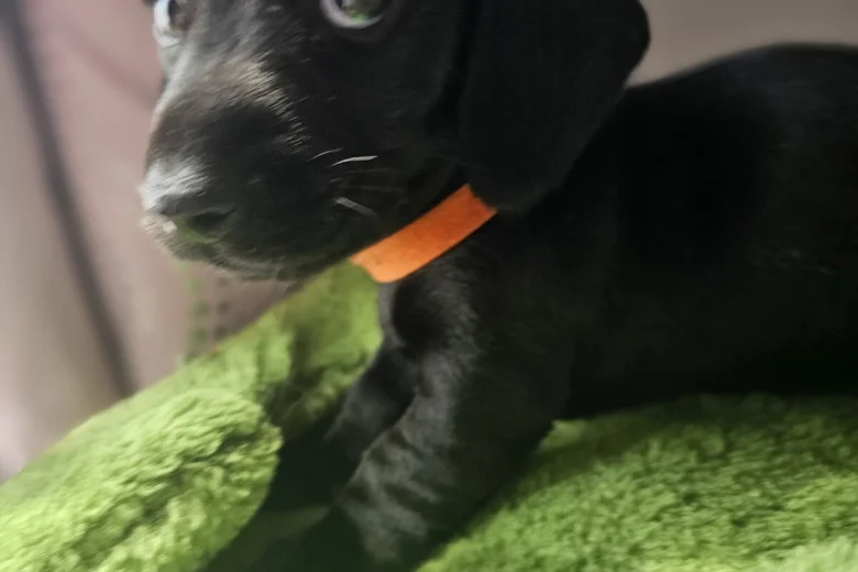 Dachshund (Miniature Smooth Haired)