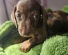 Dachshund (Miniature Smooth Haired)