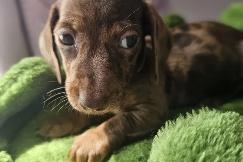 Dachshund (Miniature Smooth Haired)