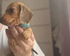 Dachshund (Miniature Smooth Haired)