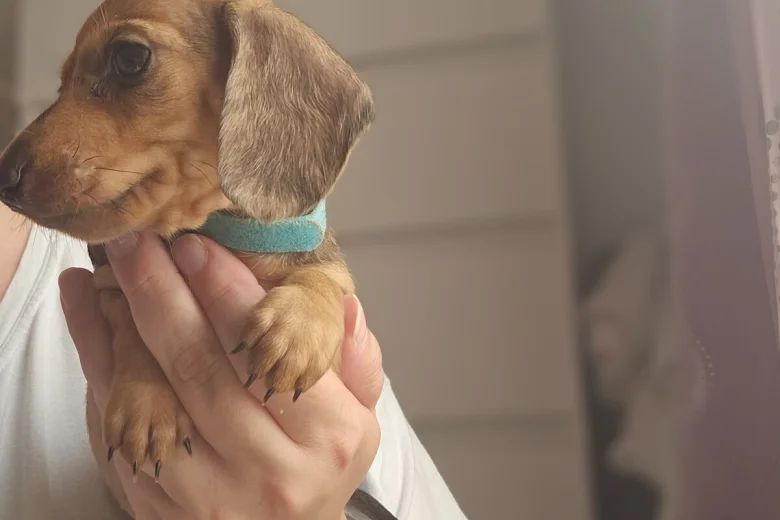 Dachshund (Miniature Smooth Haired)