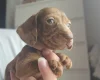Dachshund (Miniature Smooth Haired)