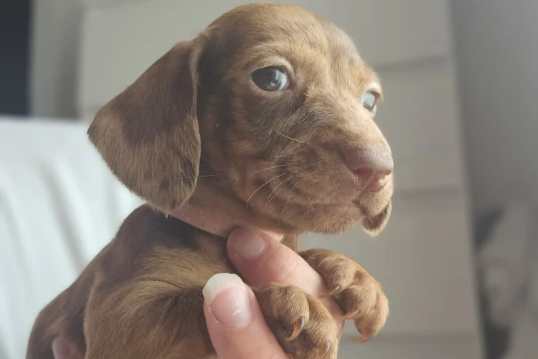 Dachshund (Miniature Smooth Haired)