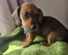 Dachshund (Miniature Smooth Haired)