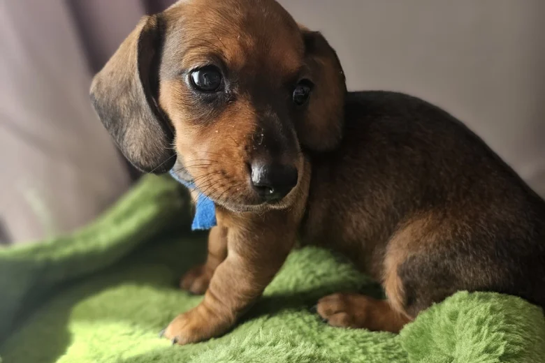 Dachshund (Miniature Smooth Haired)