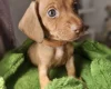 Dachshund (Miniature Smooth Haired)