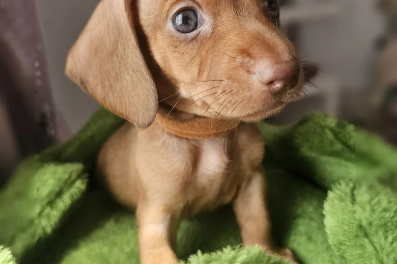 Dachshund (Miniature Smooth Haired)