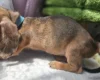 Dachshund (Miniature Smooth Haired)