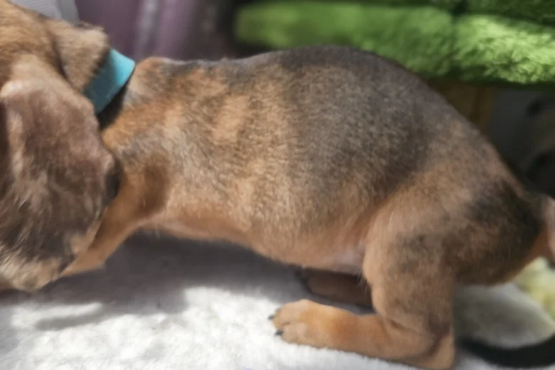 Dachshund (Miniature Smooth Haired)