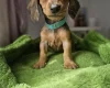 Dachshund (Miniature Smooth Haired)