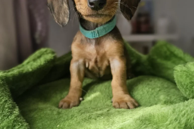 Dachshund (Miniature Smooth Haired)