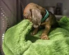 Dachshund (Miniature Smooth Haired)