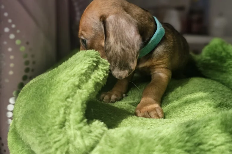 Dachshund (Miniature Smooth Haired)