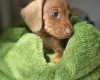 Dachshund (Miniature Smooth Haired)