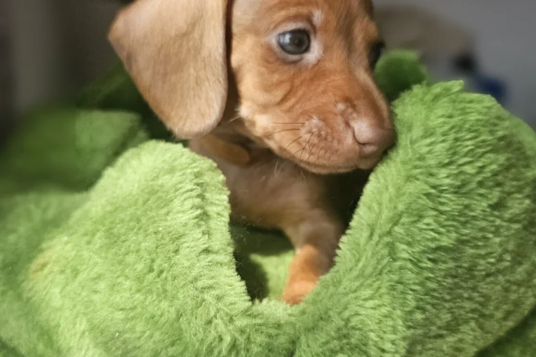 Dachshund (Miniature Smooth Haired)