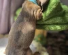 Dachshund (Miniature Smooth Haired)