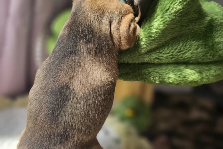Dachshund (Miniature Smooth Haired)