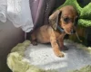 Dachshund (Miniature Smooth Haired)