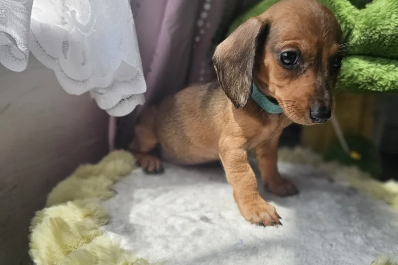 Dachshund (Miniature Smooth Haired)