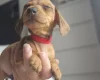 Dachshund (Miniature Smooth Haired)