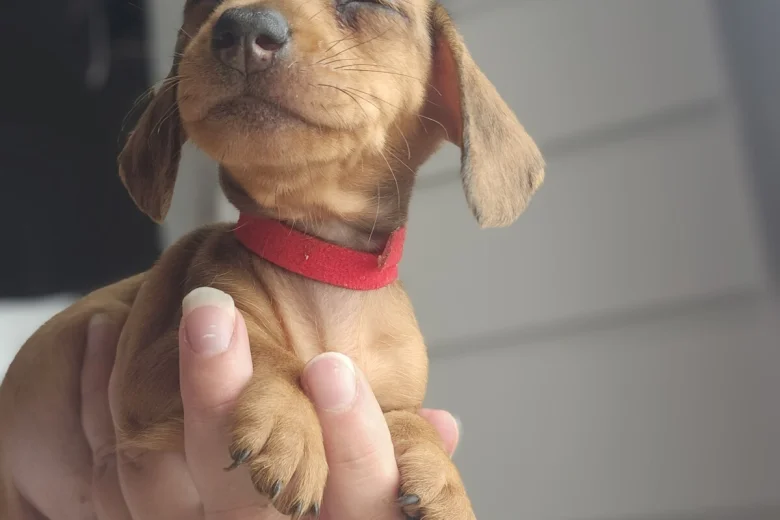 Dachshund (Miniature Smooth Haired)