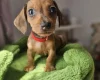 Dachshund (Miniature Smooth Haired)