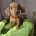 Dachshund (Miniature Smooth Haired)