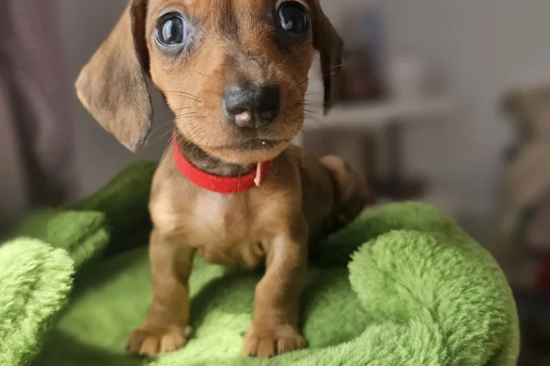 Dachshund (Miniature Smooth Haired)