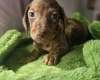 Dachshund (Miniature Smooth Haired)