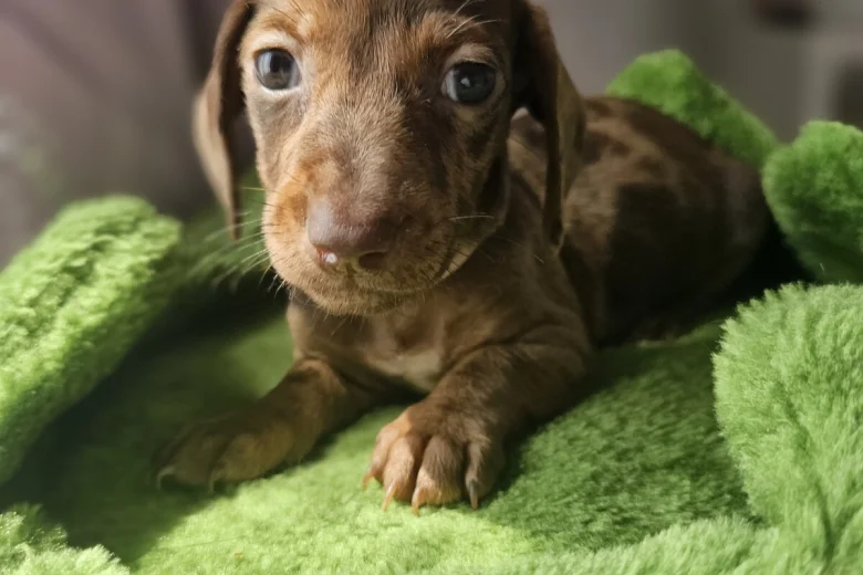 Dachshund (Miniature Smooth Haired)