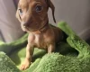 Dachshund (Miniature Smooth Haired)