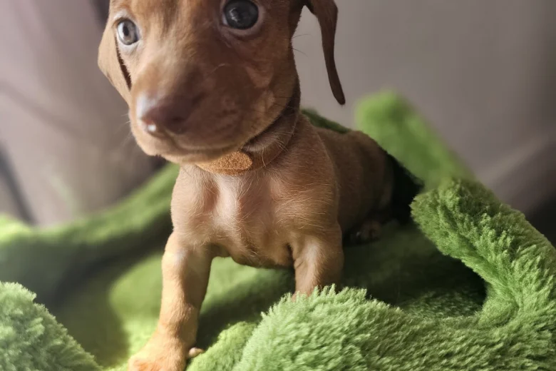 Dachshund (Miniature Smooth Haired)