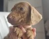 Dachshund (Miniature Smooth Haired)