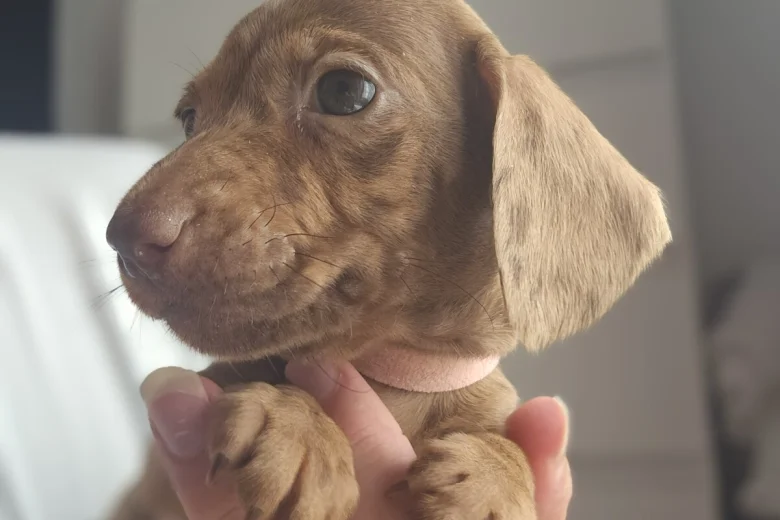 Dachshund (Miniature Smooth Haired)
